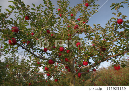 北海道十勝でもぎ取りリンゴ狩り芽室町・清水町4 115925189