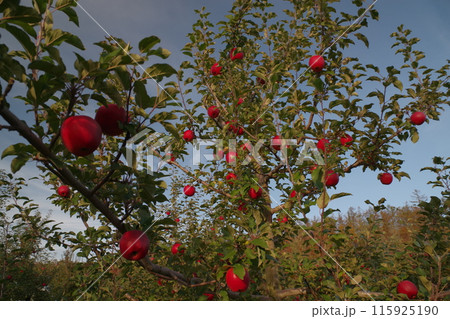 北海道十勝でもぎ取りリンゴ狩り芽室町・清水町5 115925190