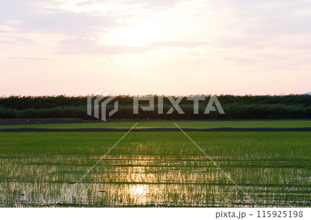 北海道の夕日に染まる水田 115925198