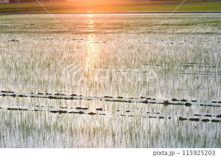 北海道の夕日に染まる水田 115925203