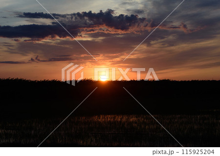 北海道の夕日に染まる水田 北海道の夕日に染まる水田 115925204