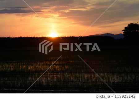 北海道の夕日に染まる水田 北海道の夕日に染まる水田 115925242