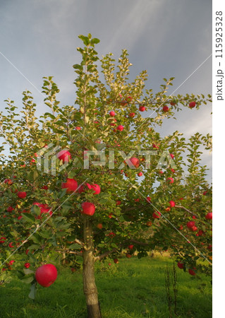 北海道十勝でもぎ取りリンゴ狩り芽室町・清水町11 115925328