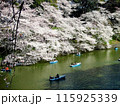 満開の桜とボートを漕ぐ人 115925339