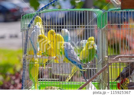 Parrots Birds Cage Parrots Birds Cage 115925367