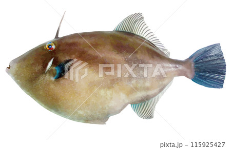 海の魚、ウマズラハギの魚体（リアルタッチ・レタッチ切り抜きイラスト） 115925427