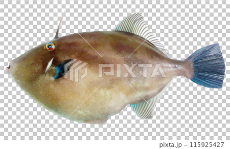 海の魚、ウマズラハギの魚体（リアルタッチ・レタッチ切り抜きイラスト） 115925427