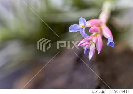 ベルゲリィの花 ベルゲリィの花 115925436