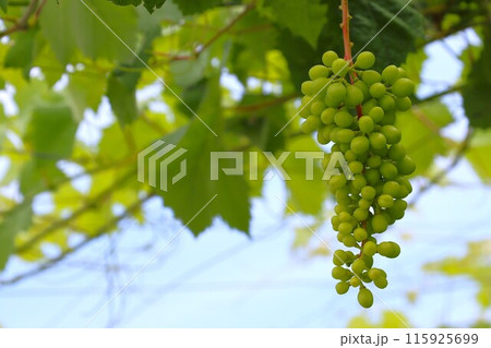 ぶどう棚で大きく育っていくぶどうの実 115925699