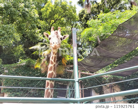 正面から見た優しいキリンの顔 正面から見た優しいキリンの顔 115925761