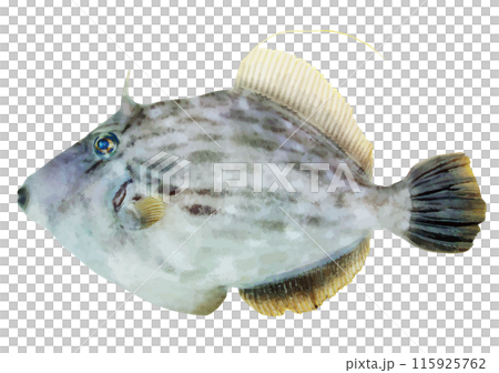 美味的海魚,日本唐魚身體(雄性,逼真的外觀,鏤空白色背景插圖) 美味的海魚,日本唐魚身體(雄性,逼真的外觀,鏤空白色背景插圖) 115925762