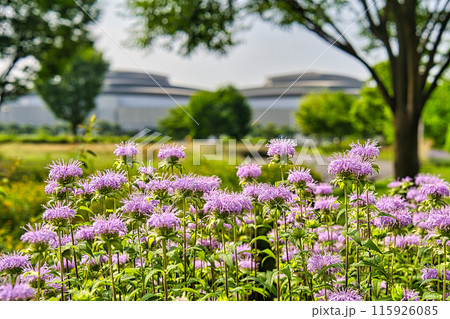 東京臨海広域防災公園 東京臨海広域防災公園 115926085