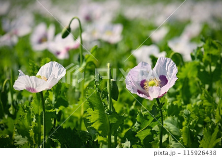 Beautiful white poppy flowers on the field in summer time at sunset. Nature background and concept for agriculture. Beautiful white poppy flowers on the field in summer time at sunset. Nature background and concept for agriculture. 115926438