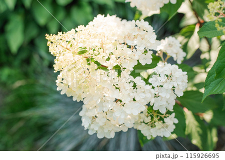 White inflorescences of paniculate hydrangea Vanilla Frise in the garden 115926695