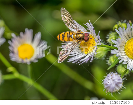 A hoverfly pollinating wild flowers A hoverfly pollinating wild flowers 115927160