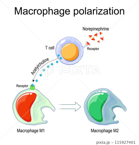 Macrophage polarization. M1 and M2 macrophages Macrophage polarization. M1 and M2 macrophages 115927401
