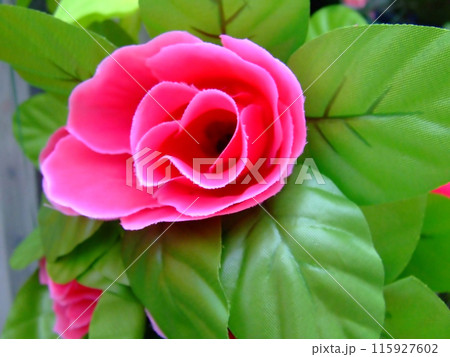 Pink flower Pink flower 115927602