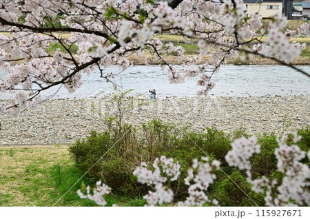 桧木内川堤の桜まつり 115927671