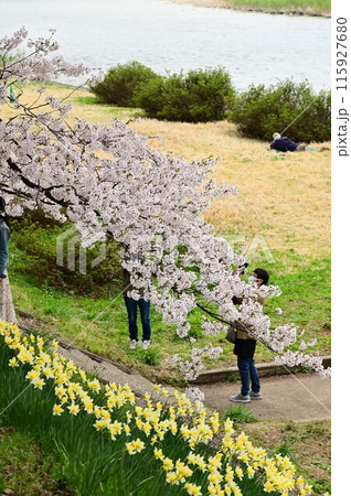 桧木内川堤の桜まつり 115927680