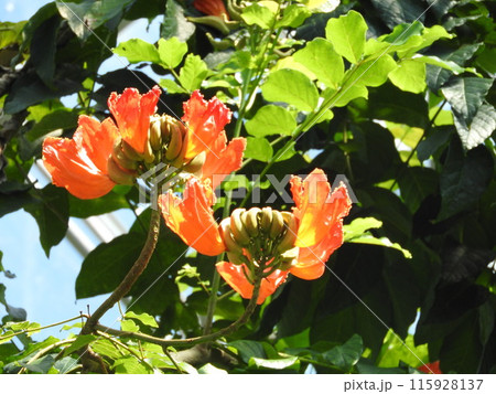世界三大花木のひとつ「カエンボク」の花 115928137