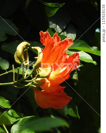世界三大花木のひとつ「カエンボク」の花 115928138