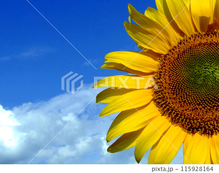 Sunflower half 115928164