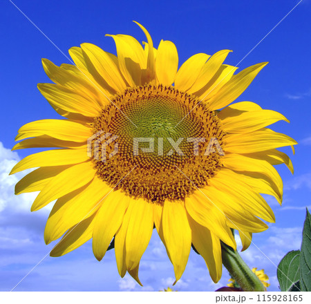 Sunflower macro 115928165