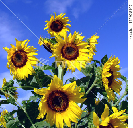 Sunflower tree 115928167