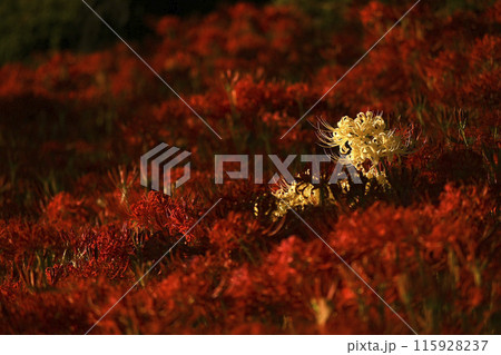 ひときわ目立つ白い彼岸花 115928237