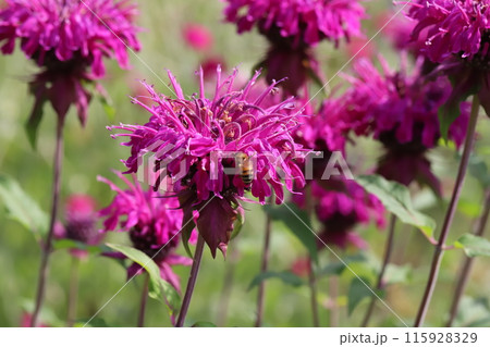 初夏の公園に咲くタイマツバナ(松明花)の赤紫色の花 初夏の公園に咲くタイマツバナ(松明花)の赤紫色の花 115928329