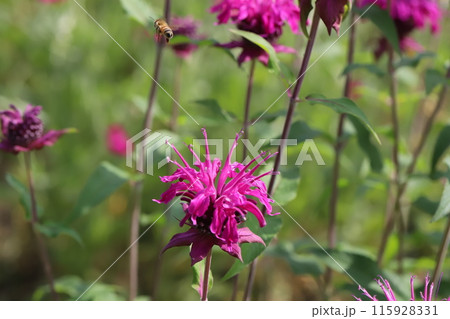 初夏の公園に咲くタイマツバナ(松明花)の赤紫色の花 初夏の公園に咲くタイマツバナ(松明花)の赤紫色の花 115928331