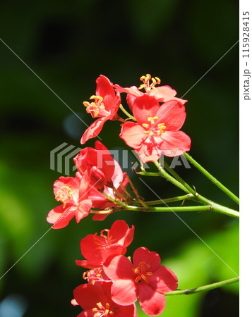 トウダイグサ科の「テイキンザクラ」の花 115928415