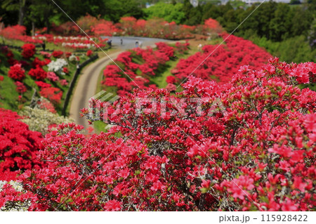 笠間つつじ公園 115928422