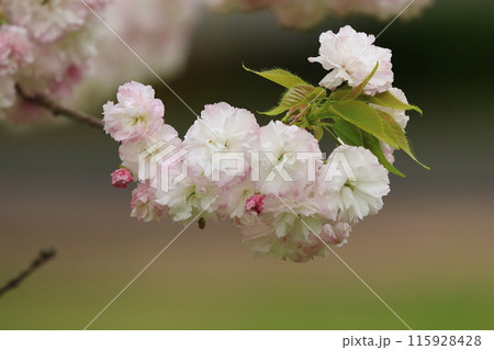 白い八重桜 115928428