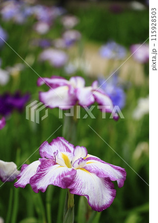 可憐な花菖蒲 可憐な花菖蒲 115928503