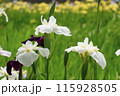 白い花菖蒲 115928505