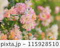 ピンク色の可愛いバラ 115928510