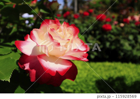 赤いバラ 115928569