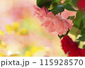 ピンクのバラ 115928570