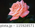 ピンクのバラ 115928571