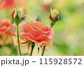 美しいピンクのバラ 115928572