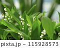 白いスズランの花 115928573