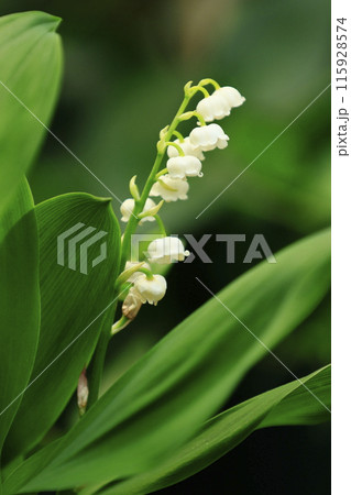 白いすずらん 115928574