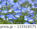 青いネモフィラ 115928575
