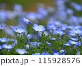 青いネモフィラ 115928576