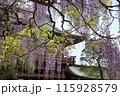 藤の花のある風景 115928579