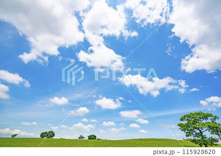 初夏の青空と草原 初夏の青空と草原 115928620