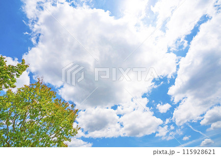 初夏の雲と木立 初夏の雲と木立 115928621
