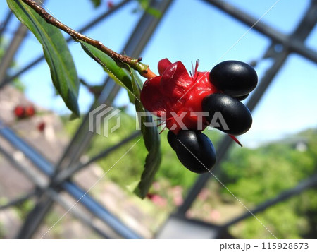 ミッキーマウスノキ（赤い花床と果実） 115928673