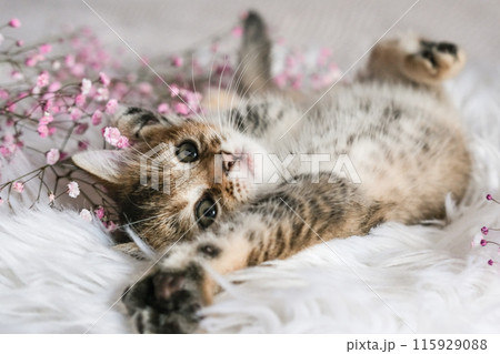 Cute Scottish Straight kitten and pink flowers 115929088